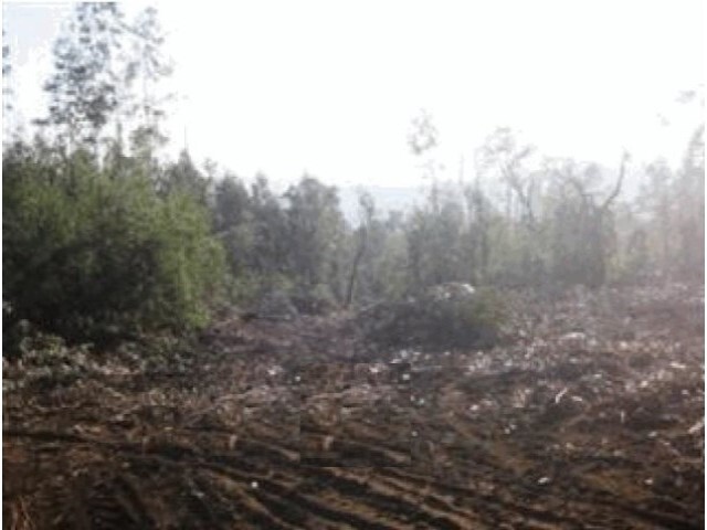 Terreno R�stico - Monte C�rdova, Santo Tirso, Porto - Imagem grande