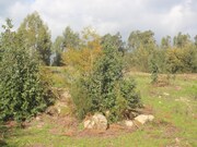Terreno R�stico - N�o Definido, Santo Tirso, Porto - Miniatura: 9/9