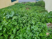 Terreno Urbano - Laranjeiro, Almada, Setbal - Miniatura: 2/8