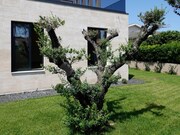 Moradia T6 - Vila Ch, Vila do Conde, Porto - Miniatura: 4/9