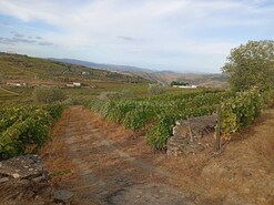 Quinta - Barcos, Tabua�o, Viseu