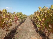 Quinta - Barcos, Tabua�o, Viseu - Miniatura: 2/9