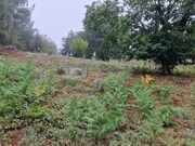 Moradia T2 - Cernache do Bonjardim, Sert�, Castelo Branco - Miniatura: 2/8