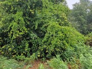 Moradia T2 - Cernache do Bonjardim, Sert�, Castelo Branco - Miniatura: 3/8