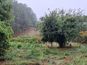 Moradia T2 - Cernache do Bonjardim, Sert�, Castelo Branco - Miniatura: 5/8