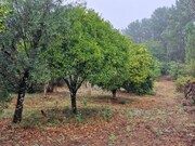 Moradia T2 - Cernache do Bonjardim, Sert�, Castelo Branco - Miniatura: 7/8