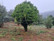 Moradia T2 - Cernache do Bonjardim, Sert�, Castelo Branco - Miniatura: 8/8