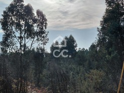 Terreno R�stico T0 - Cristelos, Lousada, Porto - Miniatura: 3/16