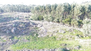 Terreno R�stico T0 - Baltar, Paredes, Porto - Miniatura: 4/14