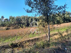 Terreno R�stico T0 - Cernadelo, Lousada, Porto - Miniatura: 20/33