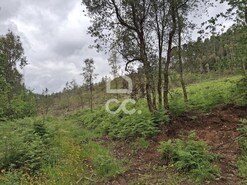 Terreno R�stico T0 - Cernadelo, Lousada, Porto - Miniatura: 27/33