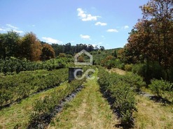 Quinta T0 - Viseu, Viseu, Viseu - Miniatura: 33/37