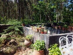 Terreno R�stico T0 - Carvalhais, S�o Pedro do Sul, Viseu - Miniatura: 7/7