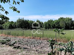 Terreno R�stico T0 - Canas de Senhorim, Nelas, Viseu - Miniatura: 4/7