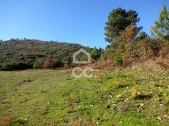 Terreno R�stico T0 - S�o Jo�o da Fresta, Mangualde, Viseu - Miniatura: 4/7