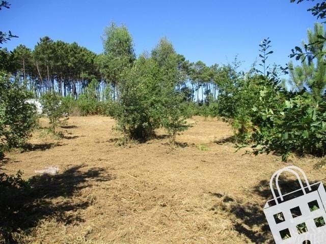 Terreno R�stico T0 - Campo, Viseu, Viseu - Imagem grande