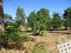 Terreno R�stico T0 - Campo, Viseu, Viseu - Miniatura: 1/8