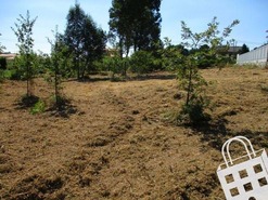 Terreno R�stico T0 - Campo, Viseu, Viseu - Miniatura: 4/8