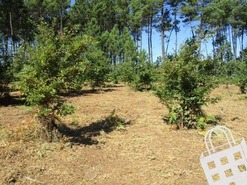 Terreno R�stico T0 - Campo, Viseu, Viseu - Miniatura: 6/8
