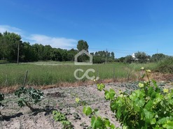 Terreno R�stico T0 - Canas de Senhorim, Nelas, Viseu - Miniatura: 3/7