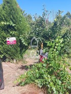 Terreno R�stico T0 - Queir�, Vouzela, Viseu - Miniatura: 9/22
