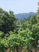 Terreno R�stico T0 - Queir�, Vouzela, Viseu - Miniatura: 13/22