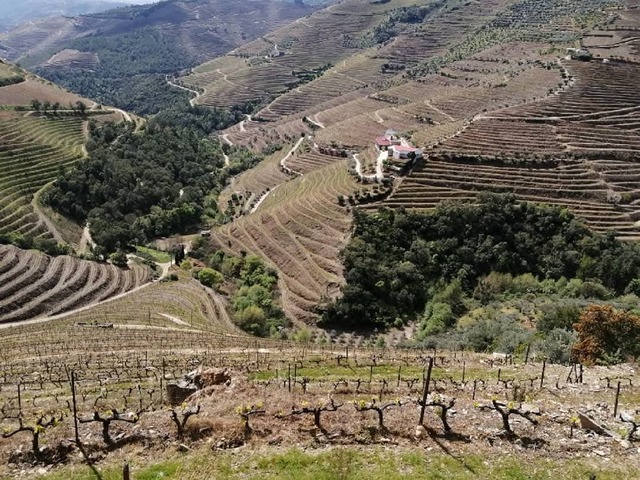 Quinta - Gui�es, Vila Real, Vila Real - Imagem grande