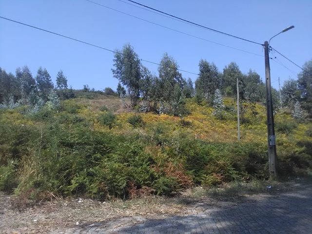 Terreno Rústico - Freamunde, Paços de Ferreira, Porto - Imagem grande