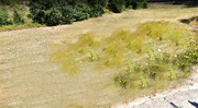 Terreno Urbano - TERMAS DE S�O VICENTE, Penafiel, Porto