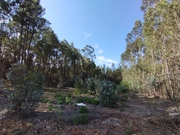 Terreno Rstico T0 - Enxames, Fundo, Castelo Branco - Miniatura: 6/9