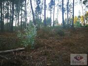 Terreno Urbano T0 - Feitos, Barcelos, Braga - Miniatura: 1/1
