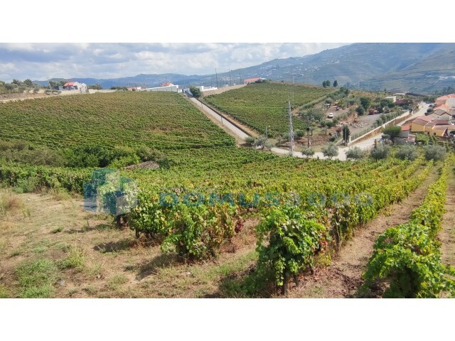 Quinta - Fontelas, Peso da Régua, Vila Real - Imagem grande