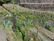 Quinta - Sever, Santa Marta de Penaguio, Vila Real - Miniatura: 1/9