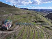 Quinta - Sever, Santa Marta de Penaguio, Vila Real - Miniatura: 7/9