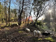 Terreno Rstico - Oliveira de Azemeis, Oliveira de Azemis, Aveiro - Miniatura: 5/9