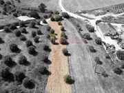 Terreno R�stico - Alcanh�es, Santar�m, Santar�m - Miniatura: 2/5