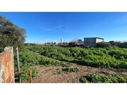 Terreno R�stico - Almoster, Santar�m, Santar�m - Miniatura: 9/9