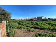 Terreno Rstico - Almoster, Santarm, Santarm - Miniatura: 9/9