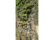 Terreno R�stico - Santarem, Santar�m, Santar�m - Miniatura: 3/9
