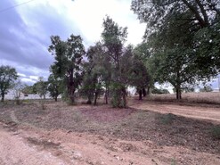 Terreno Rstico - So Pedro de Tomar, Tomar, Santarm