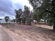 Terreno Rstico - So Pedro de Tomar, Tomar, Santarm - Miniatura: 4/9