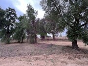 Terreno Rstico - So Pedro de Tomar, Tomar, Santarm - Miniatura: 6/9