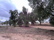 Terreno Rstico - So Pedro de Tomar, Tomar, Santarm - Miniatura: 8/9