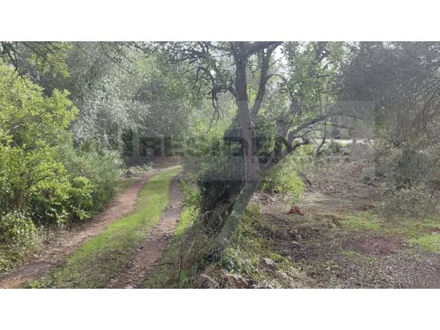Terreno R�stico - Alte, Loul�, Faro (Algarve) - Imagem grande