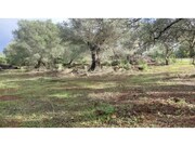 Terreno R�stico - Alte, Loul�, Faro (Algarve) - Miniatura: 6/9