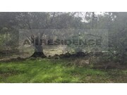 Terreno R�stico - Alte, Loul�, Faro (Algarve) - Miniatura: 9/9