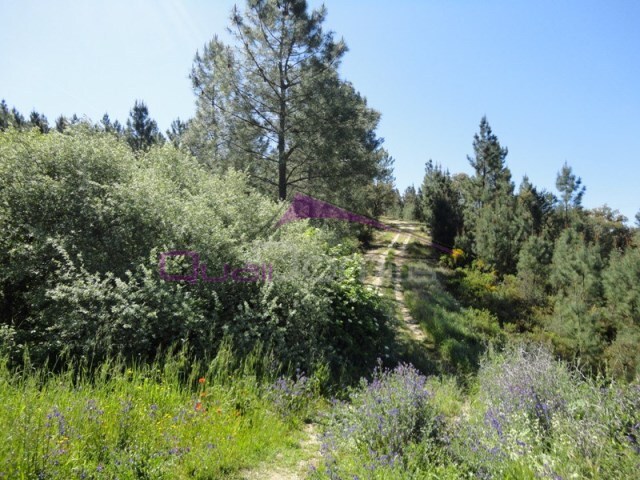 Terreno R�stico - Santa Margarida da Coutada, Const�ncia, Santar�m - Imagem grande