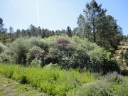 Terreno R�stico - Santa Margarida da Coutada, Const�ncia, Santar�m - Miniatura: 2/2