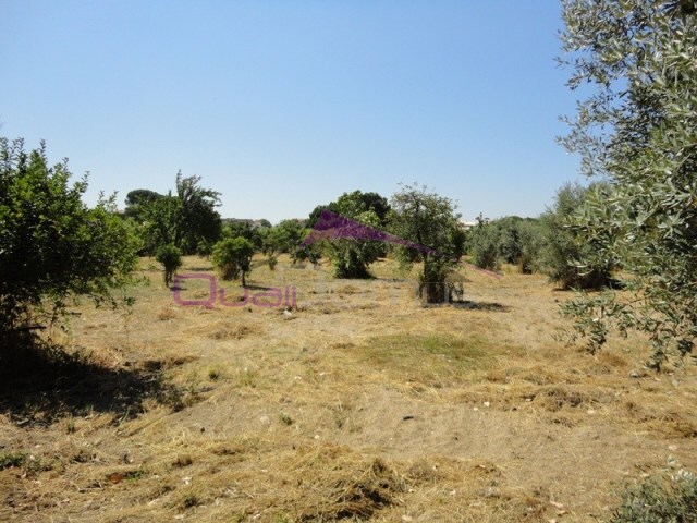 Terreno R�stico - Nossa Senhora de F�tima, Entroncamento, Santar�m - Imagem grande