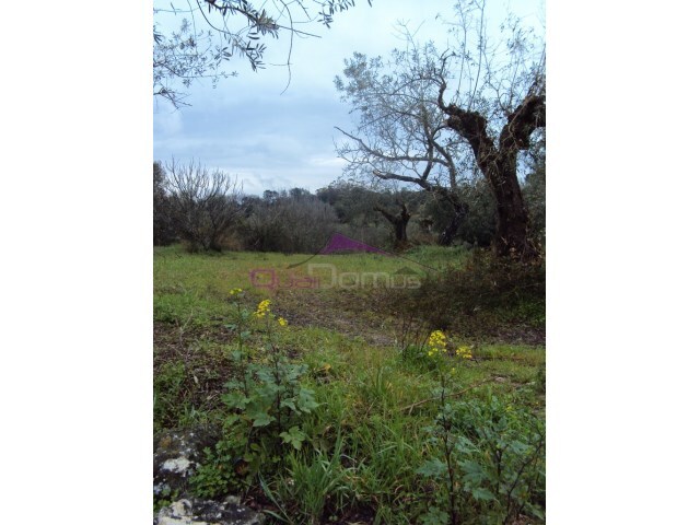 Terreno Rústico - Olaia, Torres Novas, Santarém - Imagem grande